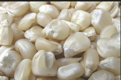 White Maize, High in Protein