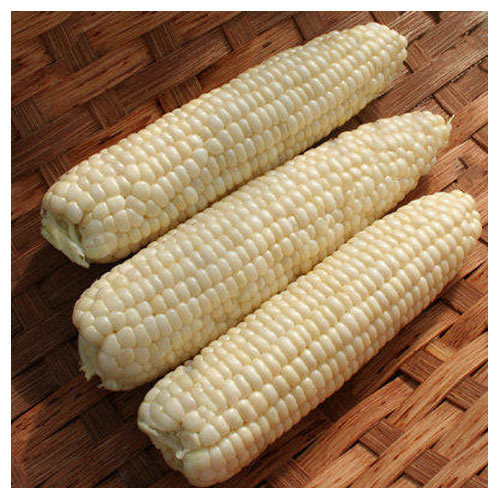 Indian Fresh White Corn, High in Protein