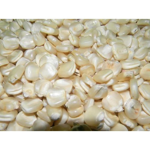 White Maize, High in Protein