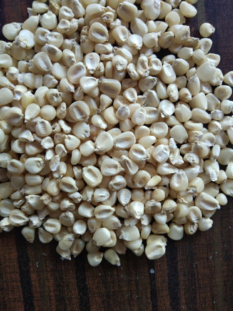 Corn White Maize, High in Protein