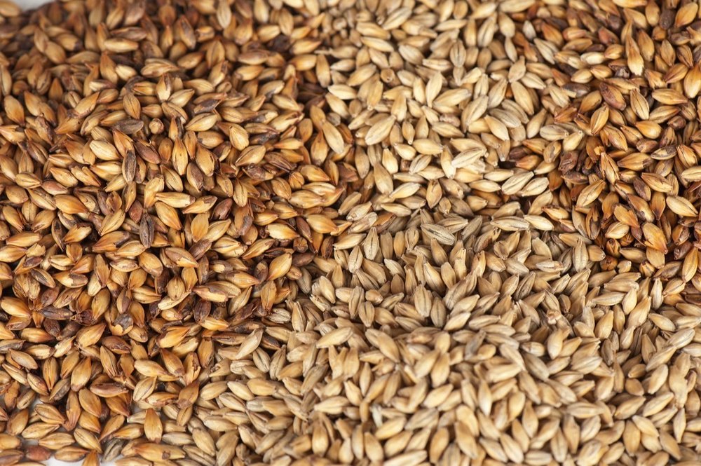 Brown Malting Barley