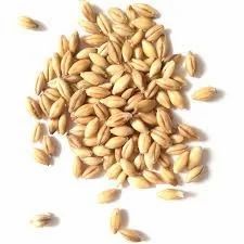Barley Malt
