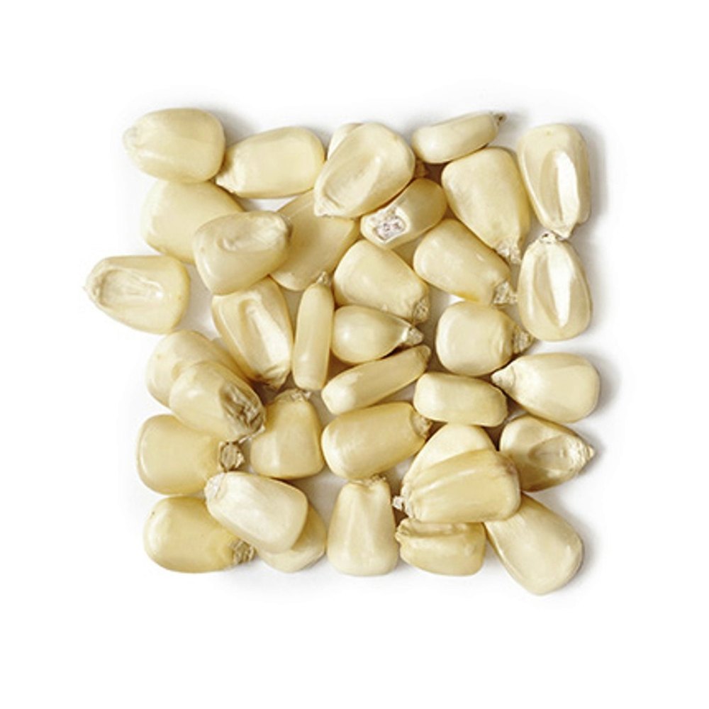 White Corn Seeds, High in Protein