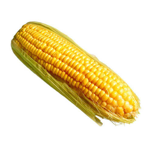 BTL Indian Yellow Corn Maize, High in Protein