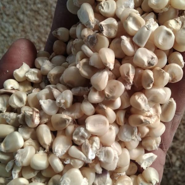 White Corn Seed, High in Protein