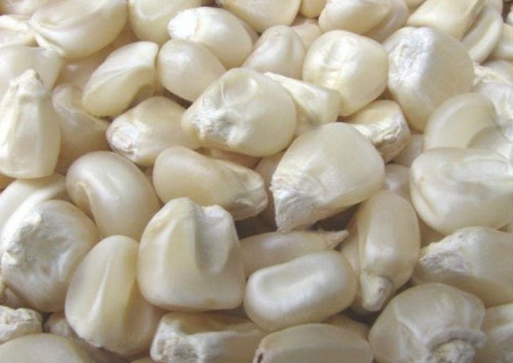 Ashapuri Grain White Maize