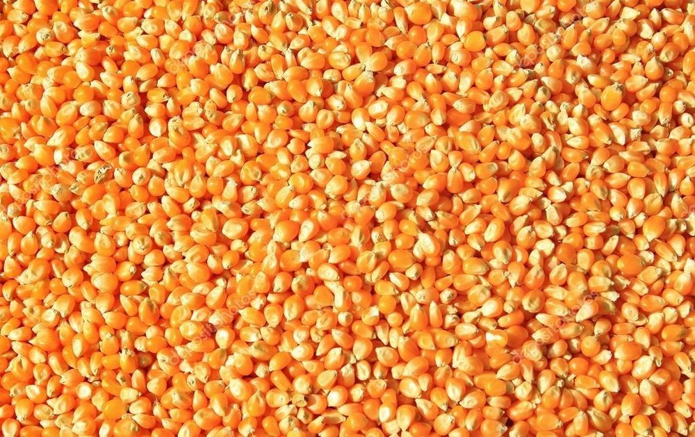 White And Yellow Corn Maize