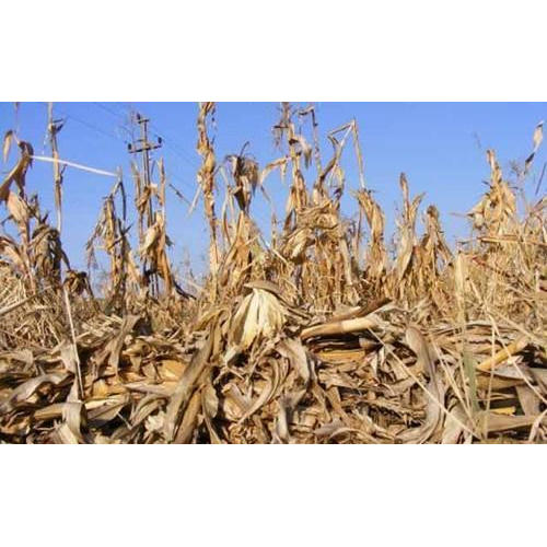 Corn Husk