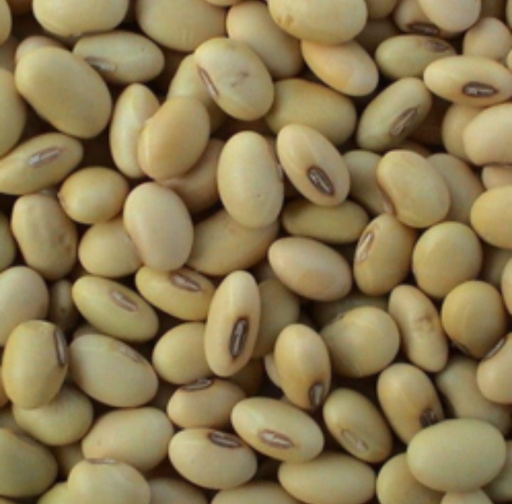 Soyabean