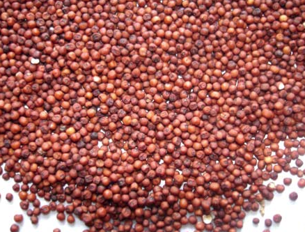 Red Millet, High in Protein
