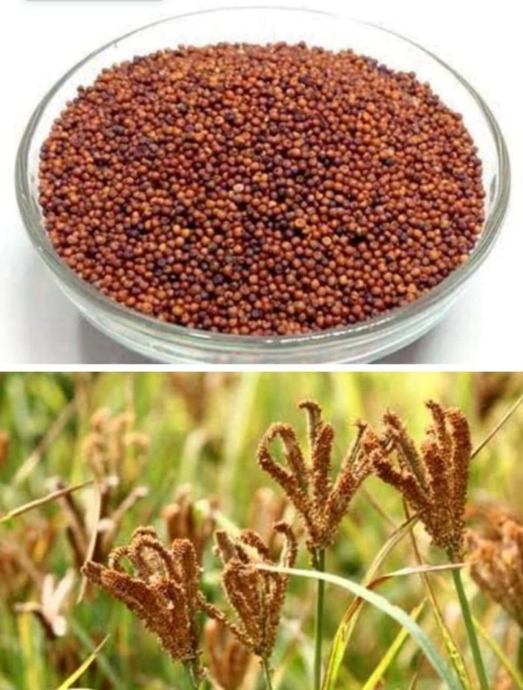 Natural Millet Ragi, 3.4g