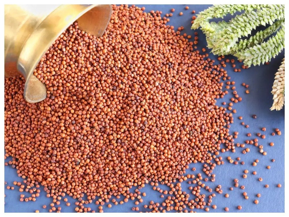 Bitter Seeds Brown Ragi Millet, High in Protein