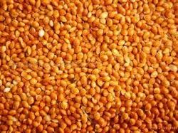 Indian Red Millet, No Genetic Engineering