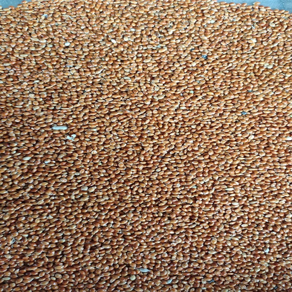 Red Millet Seed, High in Protein