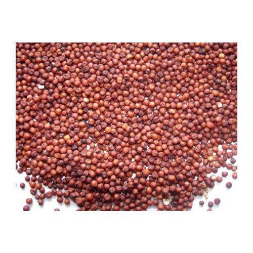 Indian Red Millet Seeds, Organic