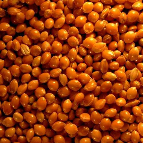 Red Millet, High In Protein