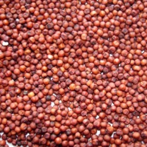 Organic Red Millet