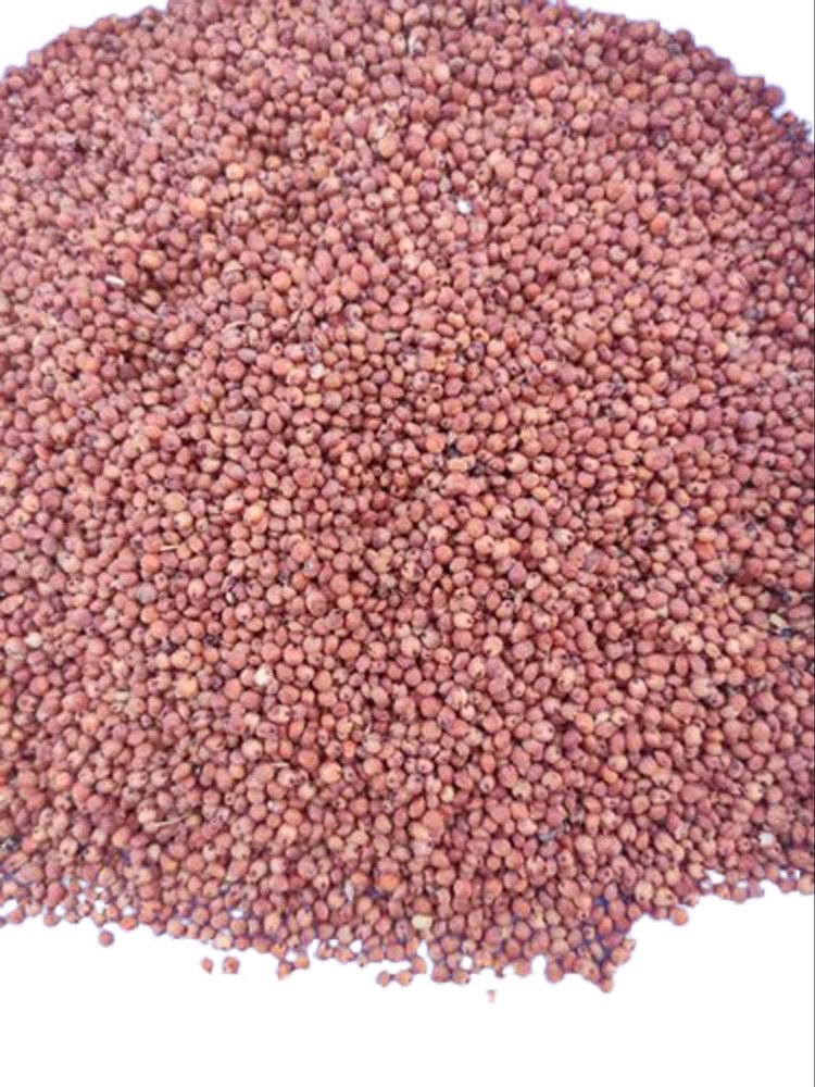 Red Sorghum Seed