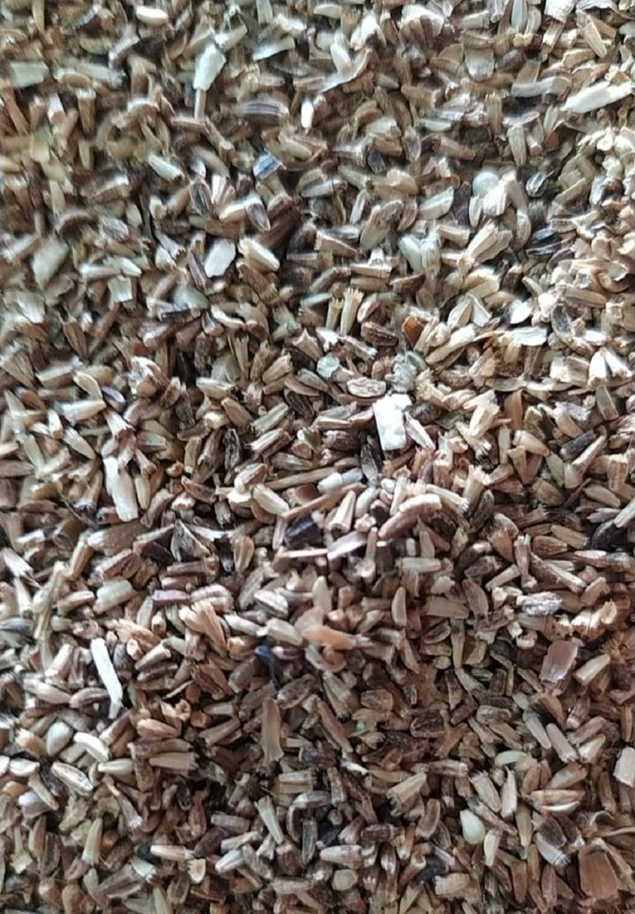 Kasni Chicory Seed, Organic