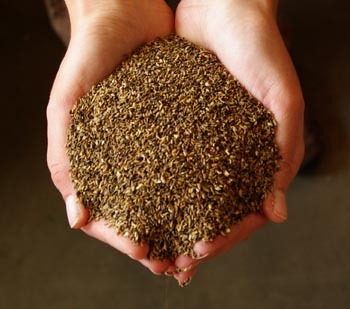 Chicory Seeds