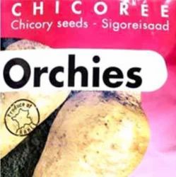 Chicory Seeds