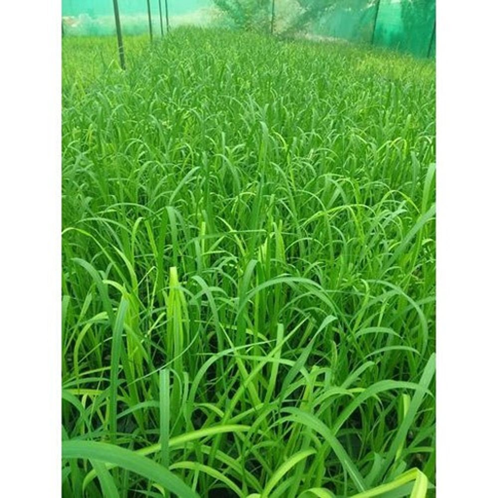 Green Sugarcane Plant