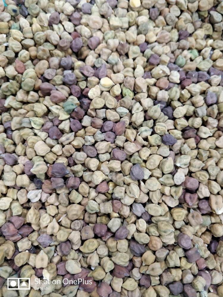 Brown Chana (Chickpea) Premium Marwar Quality, Packaging Type: Bag, Packaging Size: 50