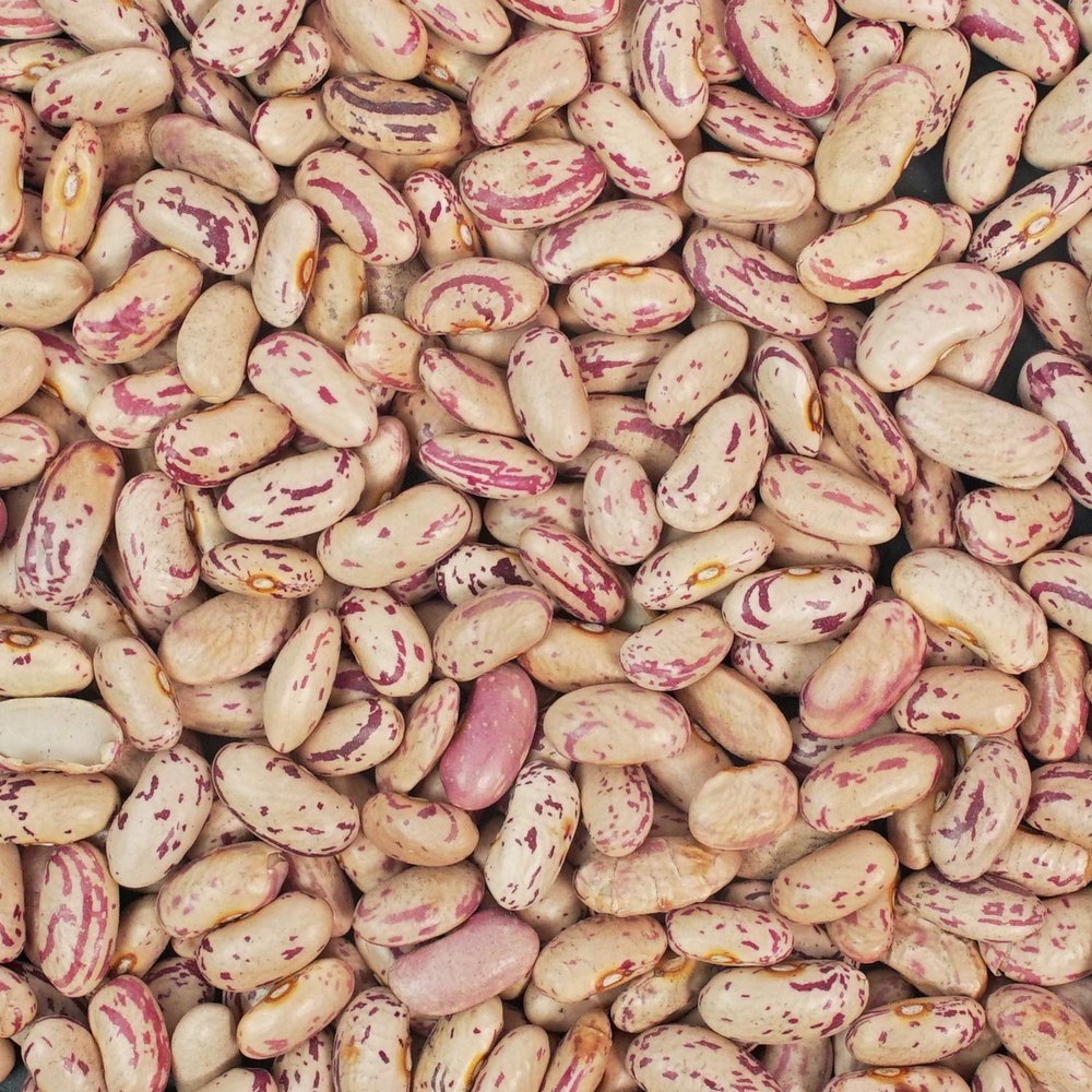 A Grade Yellow Loose Unpolished Chitra Rajma