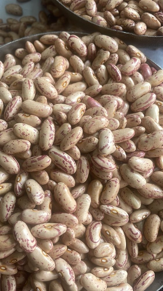 Rajma Chitra, High in Protein