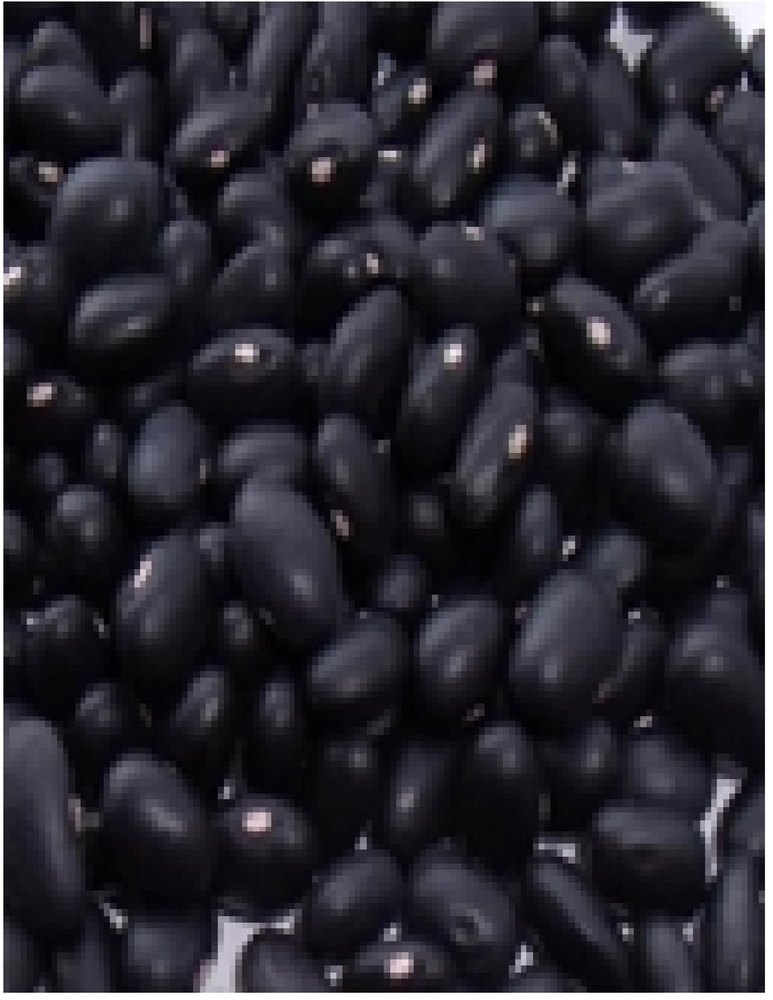 Black Kidney Bean