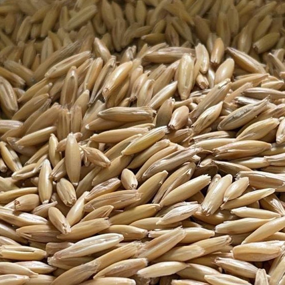Notified Oats Seeds, Packaging Type: Loose