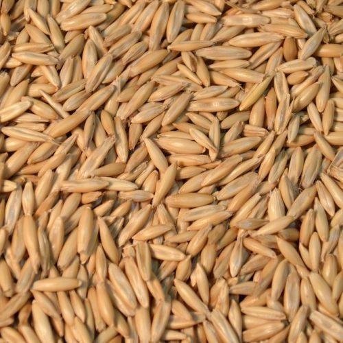 Oats Seeds For Agriculture, Packaging Size: 25kg, Packaging Type: Bag