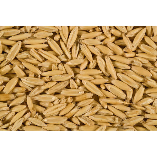 Oat Kent Seeds