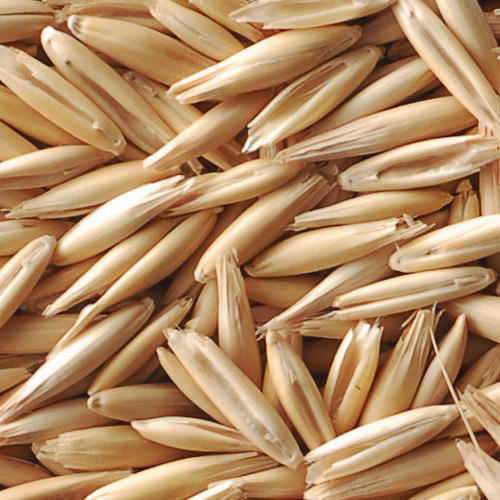 Organic Oat Seeds, Packaging: Sack