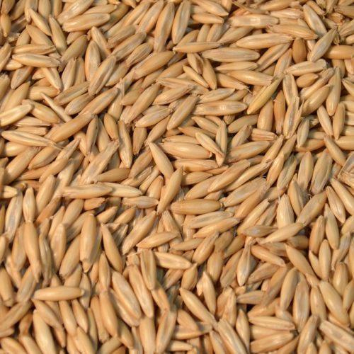 Oat Seed, 200g And Also Available In 50 Kg
