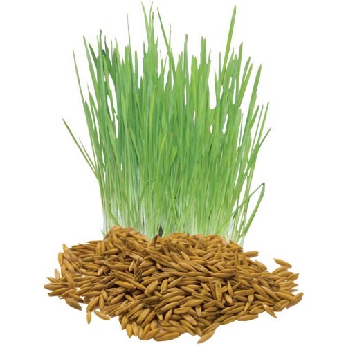 Organic Oat Seeds, Packaging Type: Plastic Bag