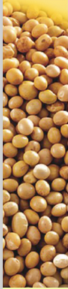 Soy Protein Concentrate Food