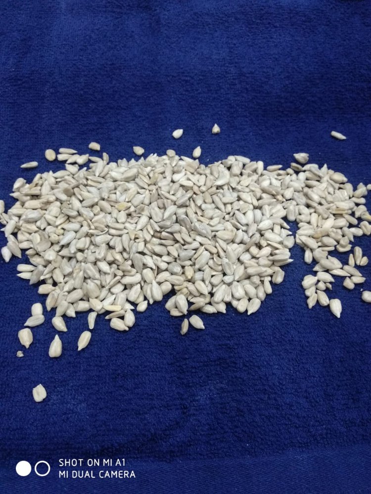 Sunflower Seeds Kernels