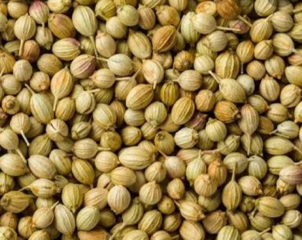 Dried Brown Fresh Coriander Powder, For Cooking
