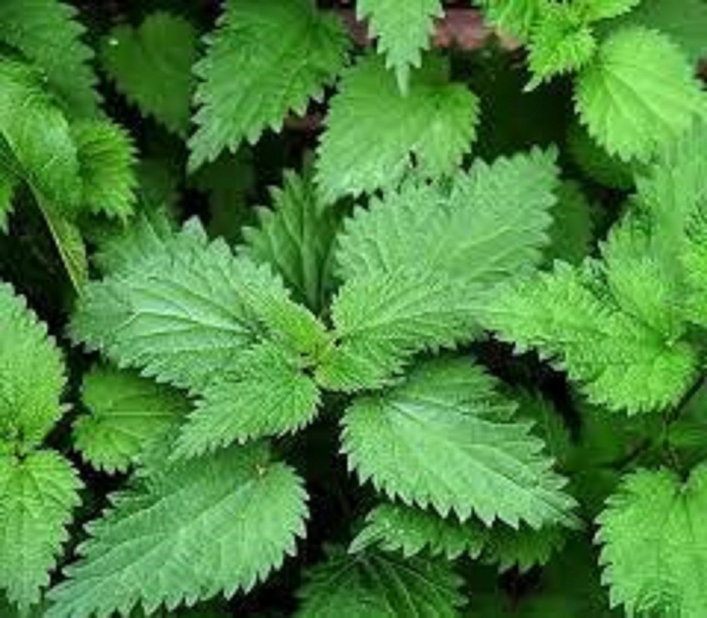 Nettle Leaf Powder
