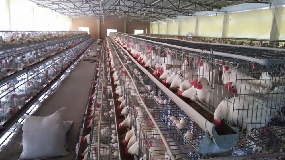 Layer Bird GI California Poultry Cage, For Profetional