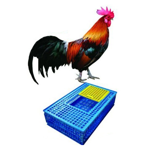 Chicken Birds Bird Transportation Cage, For Poultry