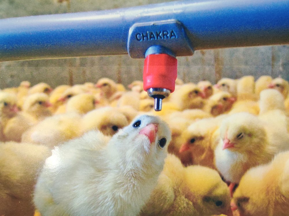 Poultry Nipple Drinking System