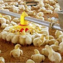 Chicken Plastic Pan Feeding System, Model Name/Number: Vtech Agro Industries, Capacity: 20000 Birds