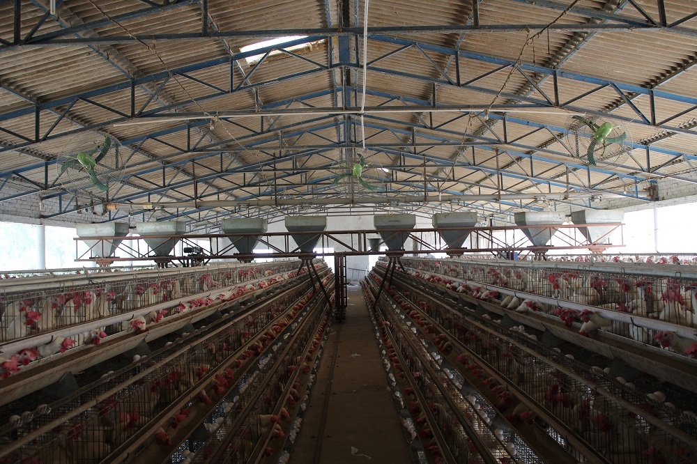 Automatic Feeding Trolley System For Poultry Farming