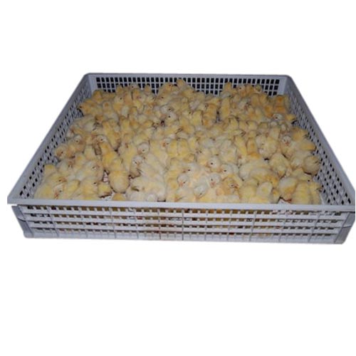 Eggs Hatcher Tray