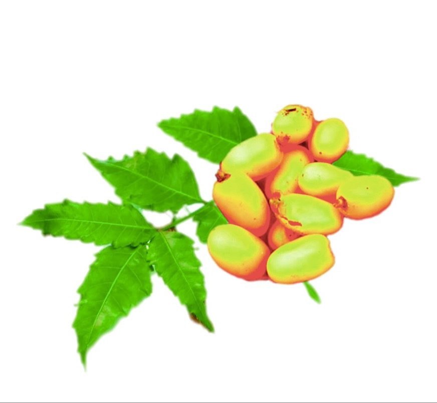 Steam Distillation Neem Carrier Oil, For Aromatherapy