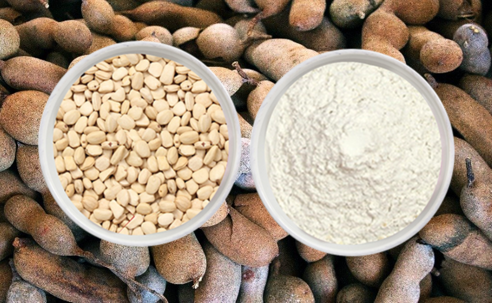 Tamarind Kernel Powder, Packaging Size: 50 kgs bag
