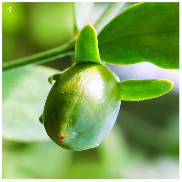 Jojoba Oil Refined (Cold Pressed)