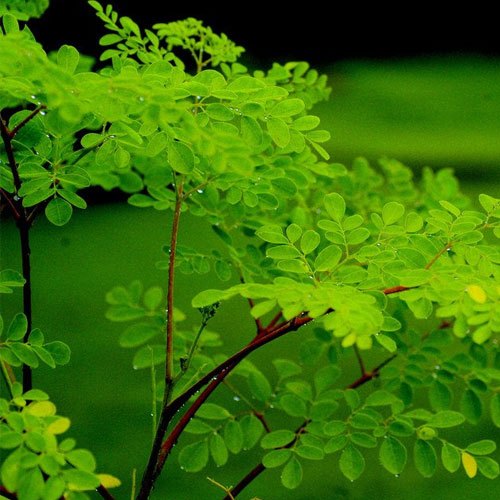 KATYANI EXPORTS Organic Moringa Oil